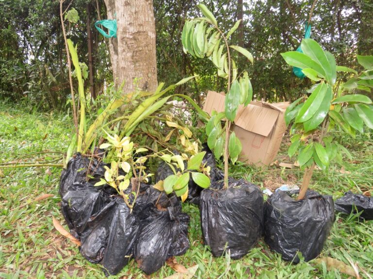 Tree species planted